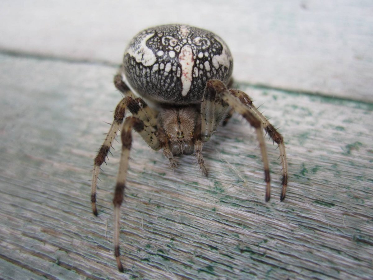 Крестовик паук черный черный