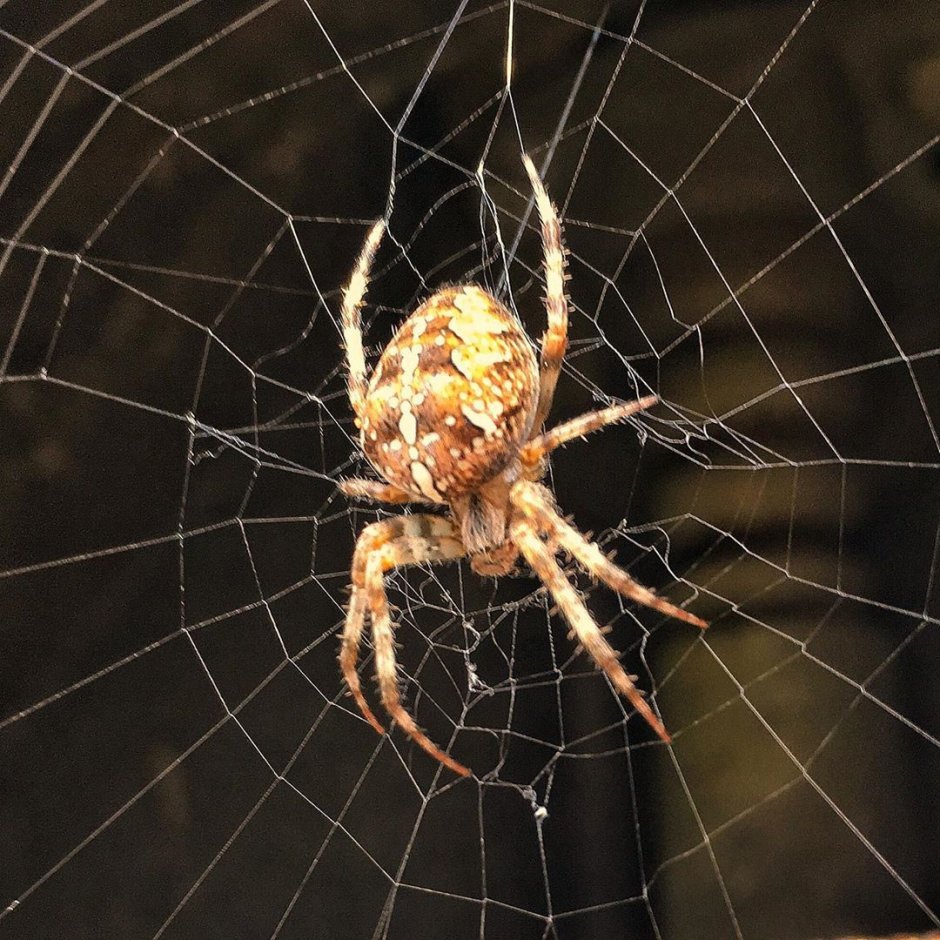 Паук Мизгирь крестовик