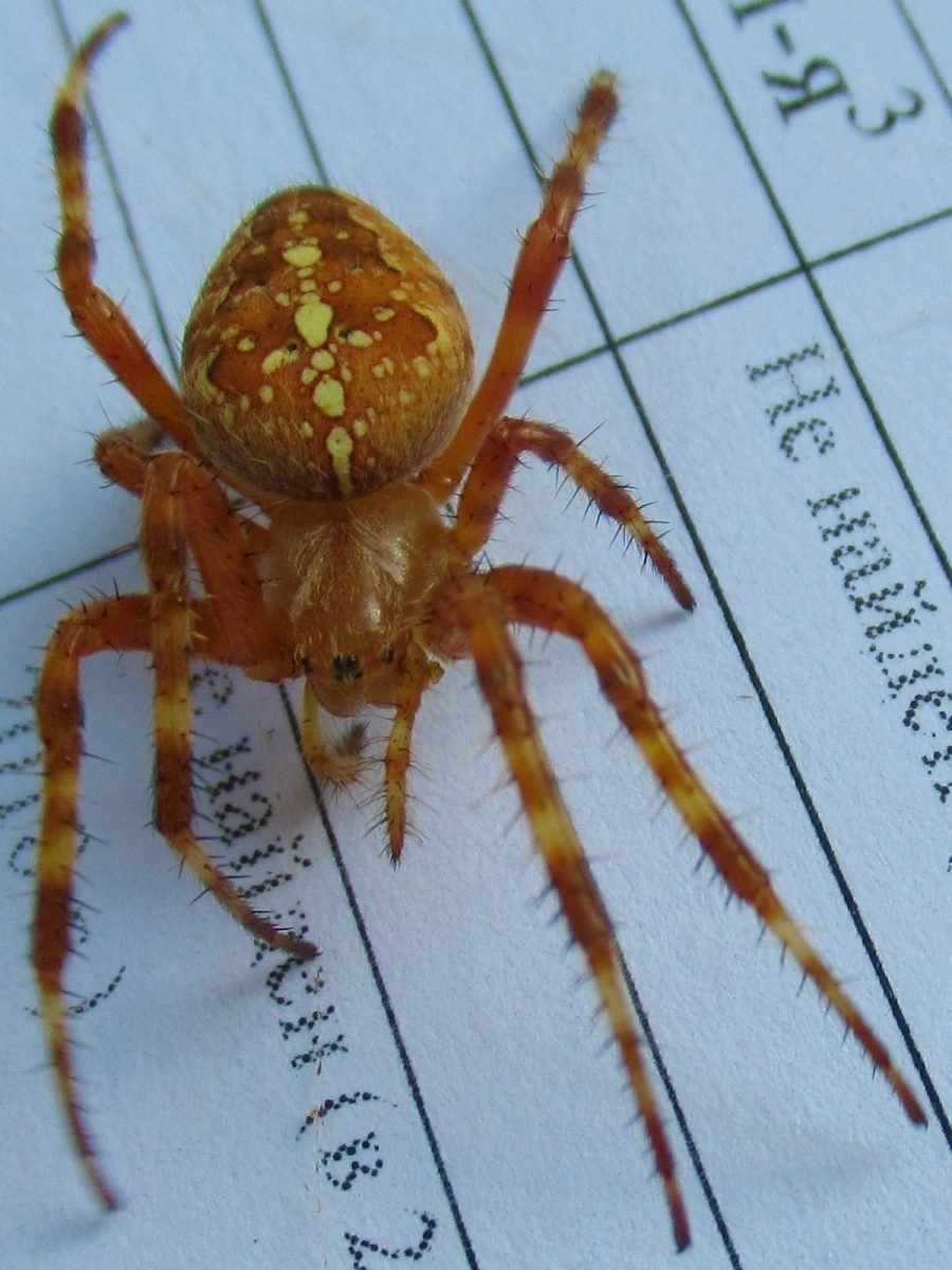 Araneus diadematus - крестовик