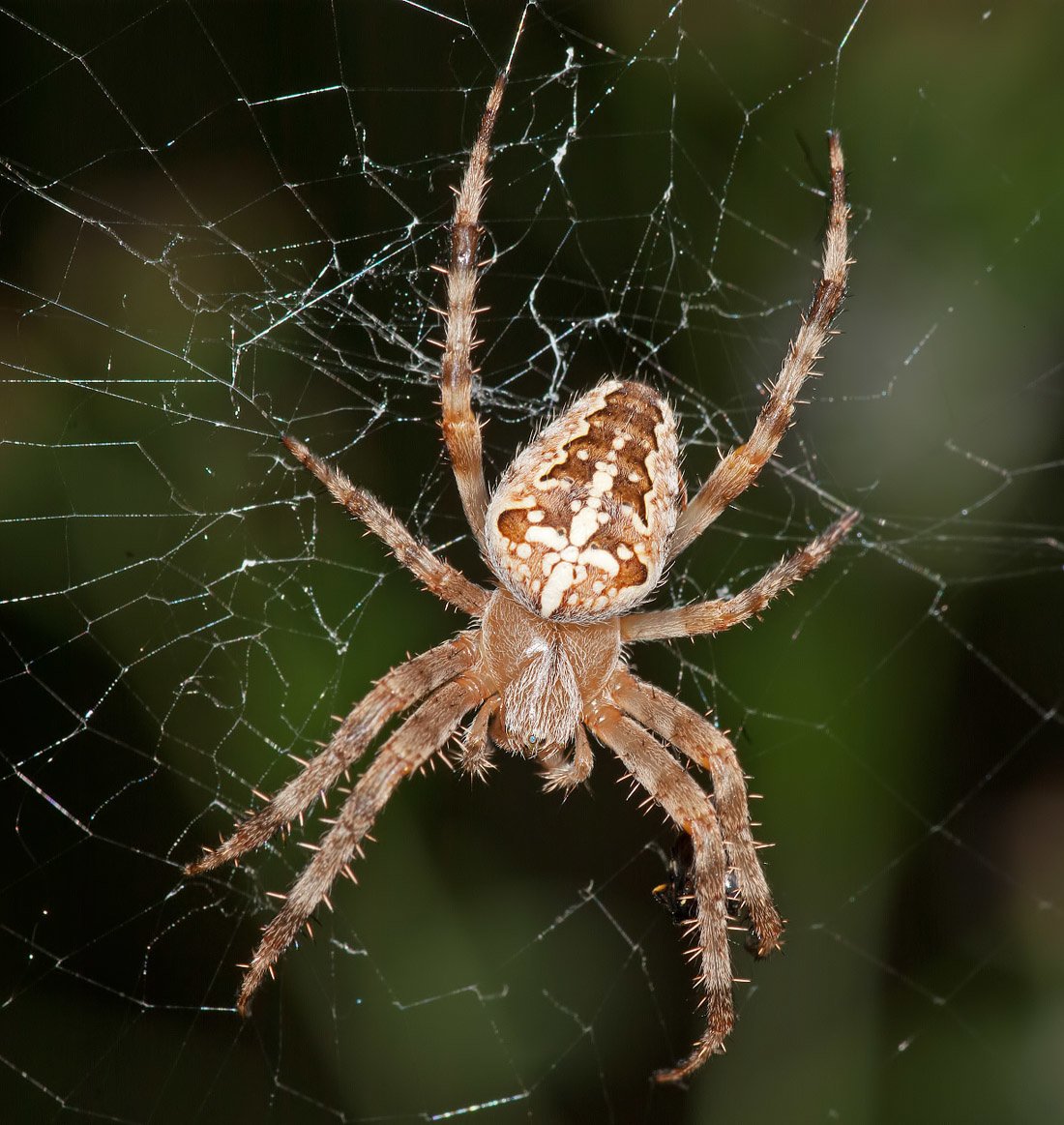 Паук крестовик Дальневосточный