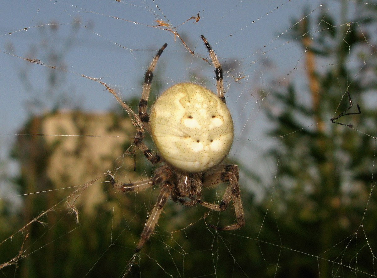 Паук луговой крестовик