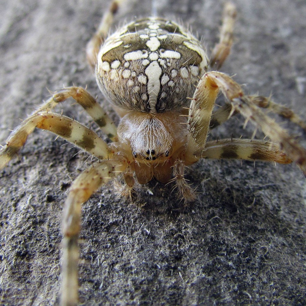 Araneus diadematus - крестовик
