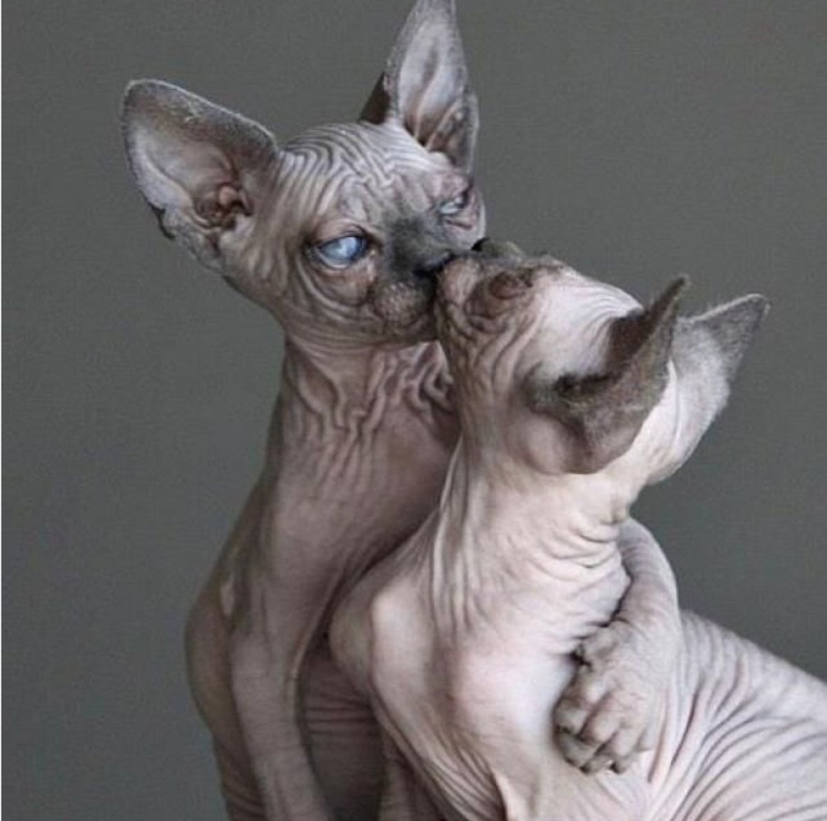 Дальневосточный сфинкс