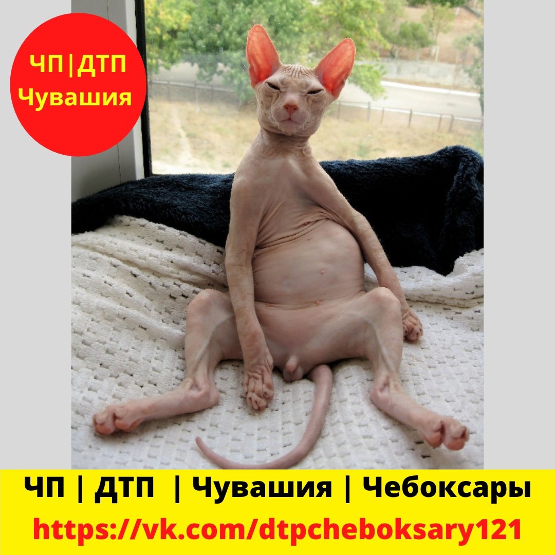 Смешные сфинксы