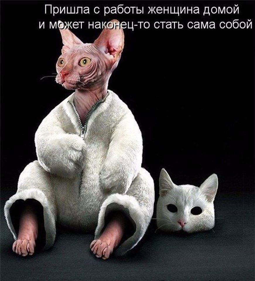 Крыса Корниш рекс