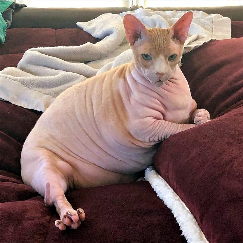 Толстый лысый кот сфинкс
