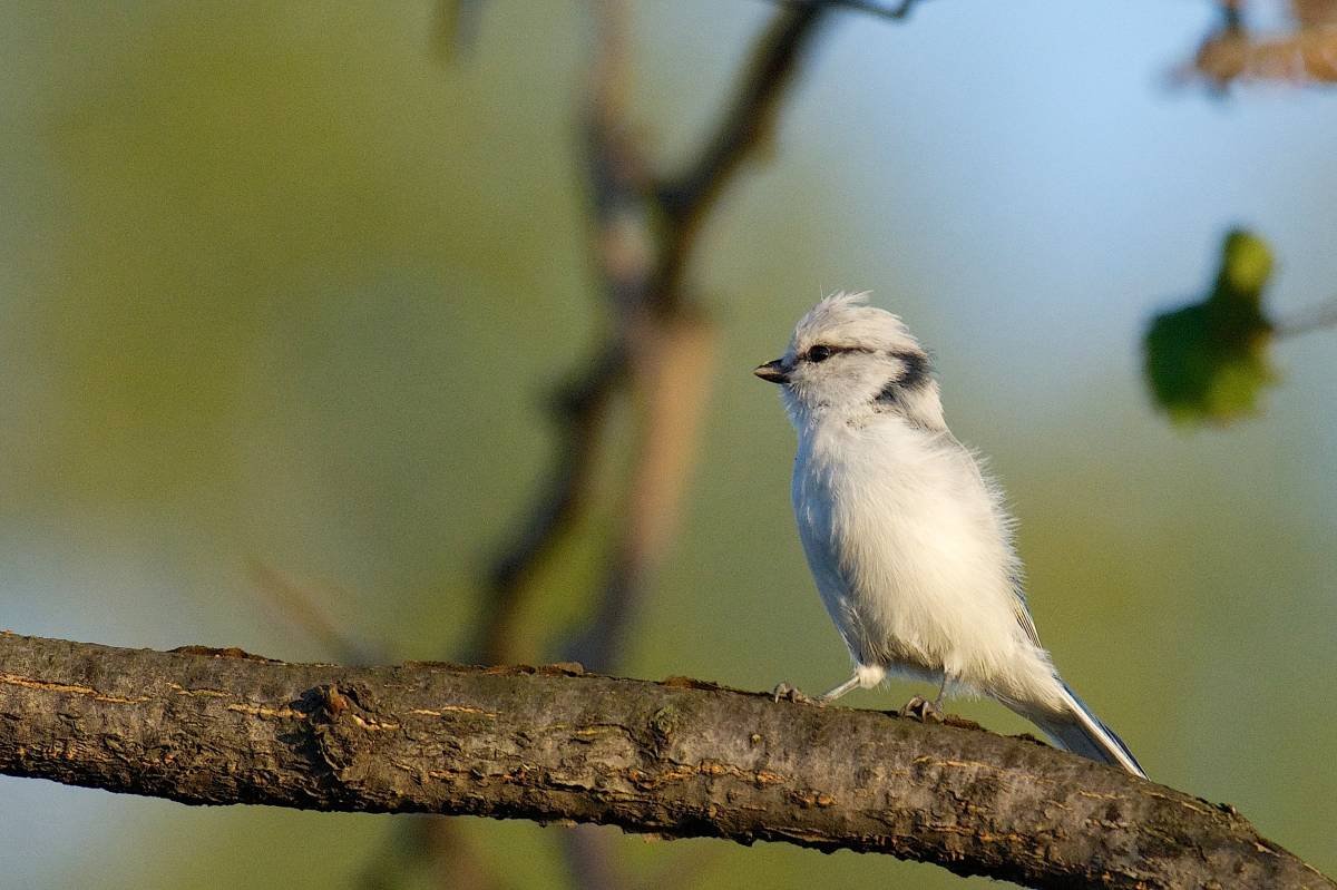 Птицы Омской области птицы Омской области