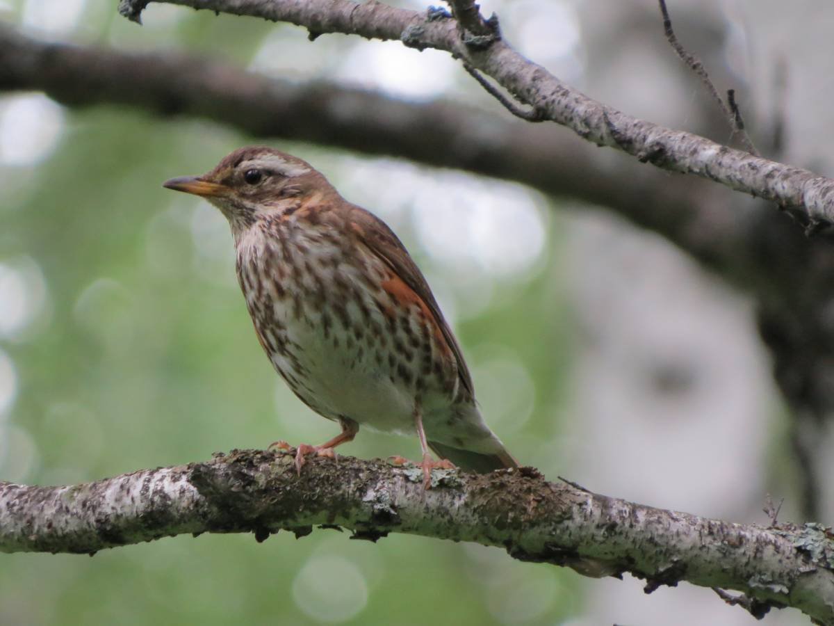 Дрозд в Рязанской области-