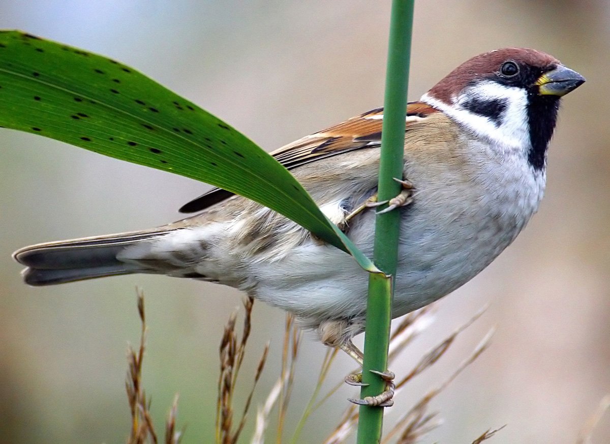 Горобец птица
