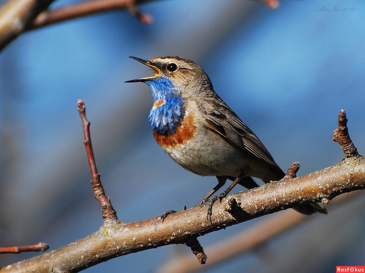 Птицы Самарской области