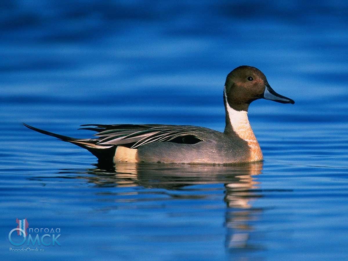 Чилийская шилохвость