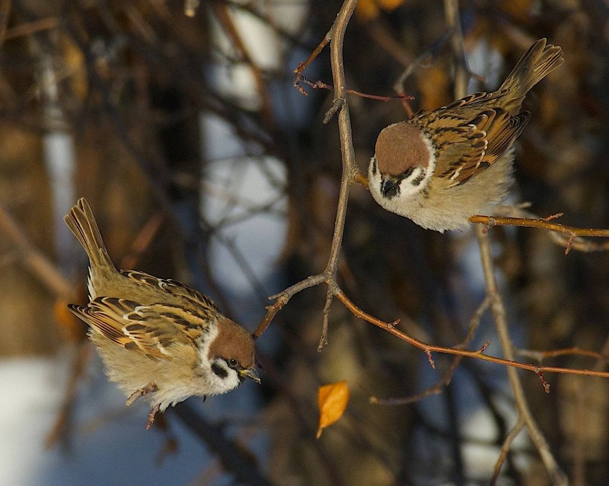 Птицы Омской области зимой