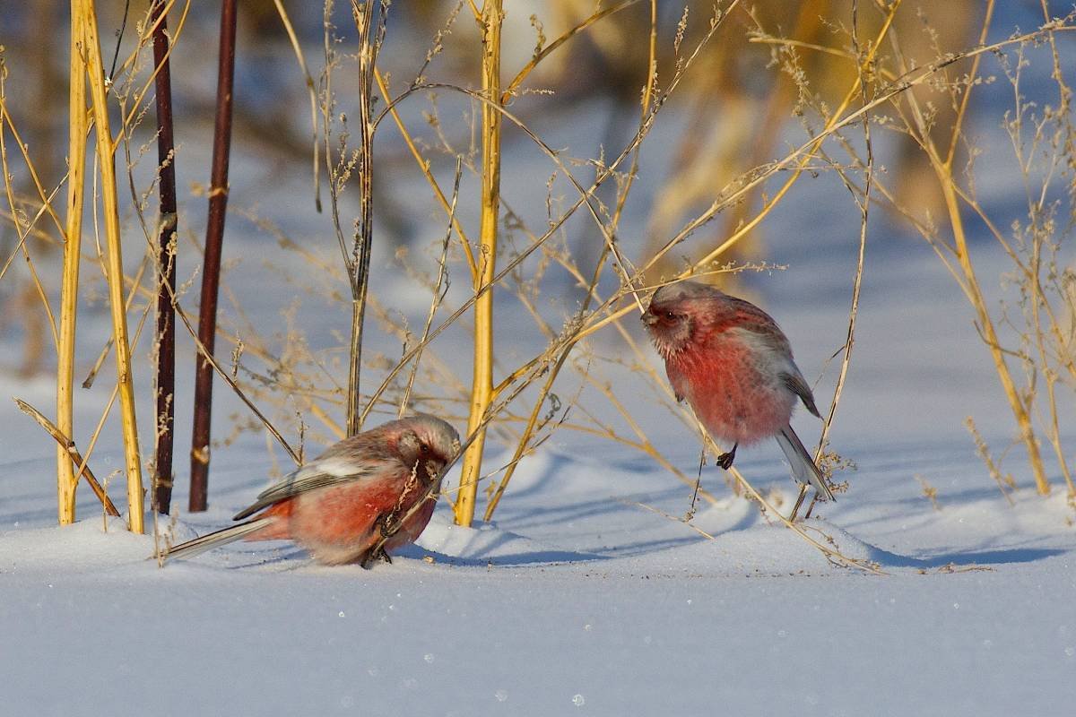 Урагус Омск