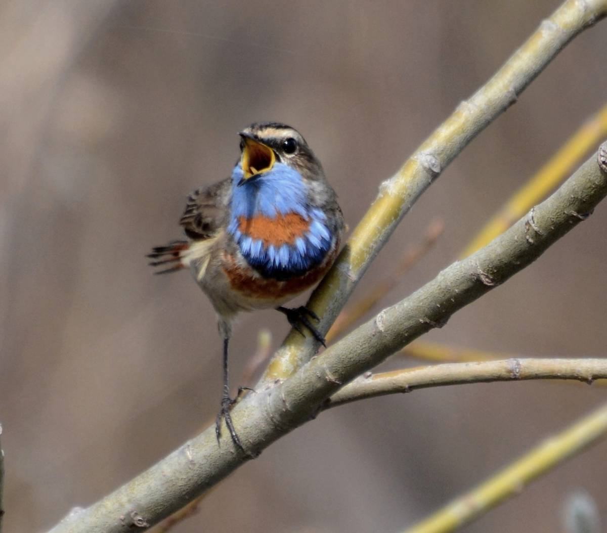 Варакушка в Сибири