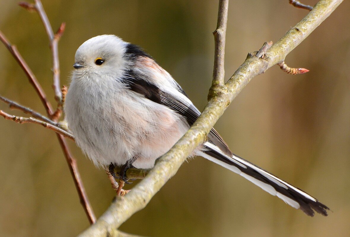 Длиннохвостая синица