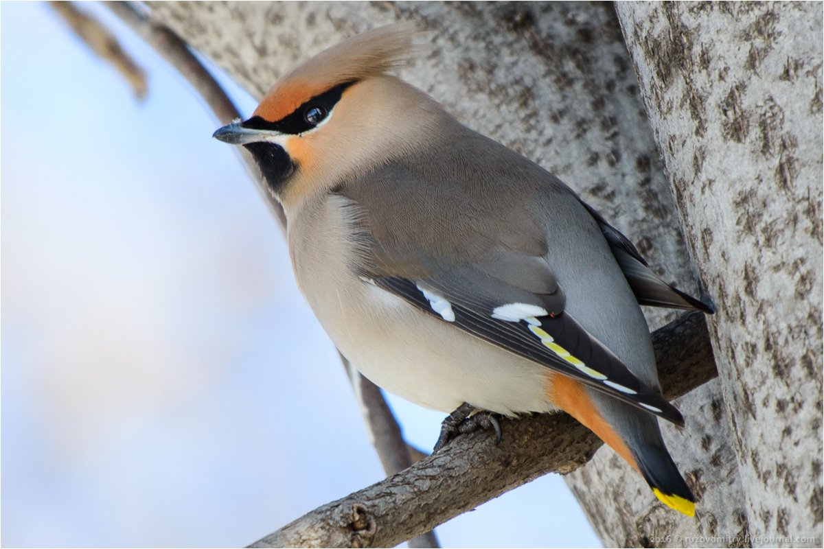 Свиристель птица в Омской области