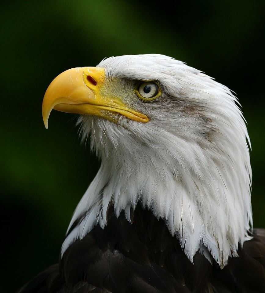 Белоголовый Орел голова