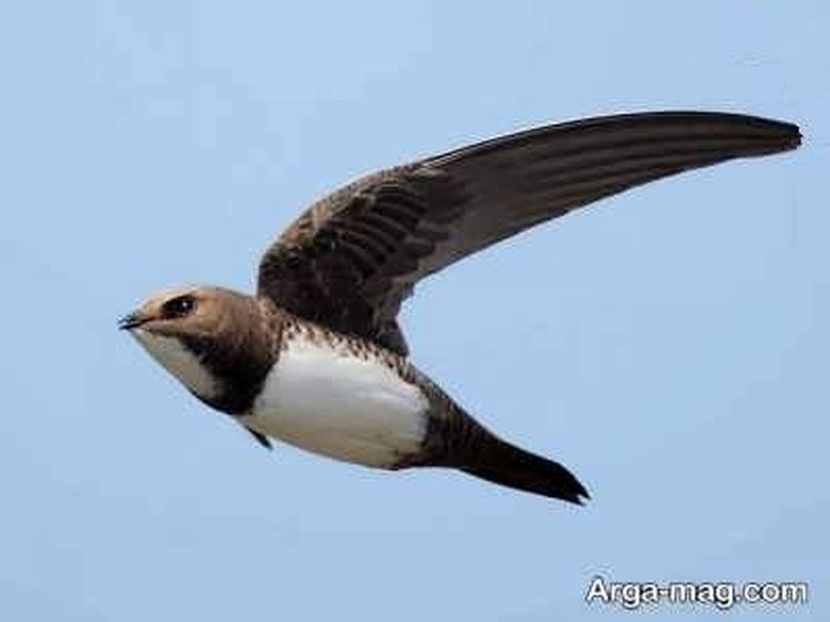 Абобил куши