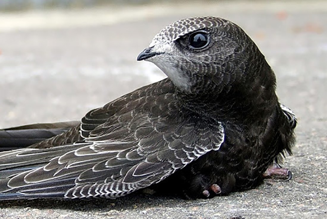 Стриж птица