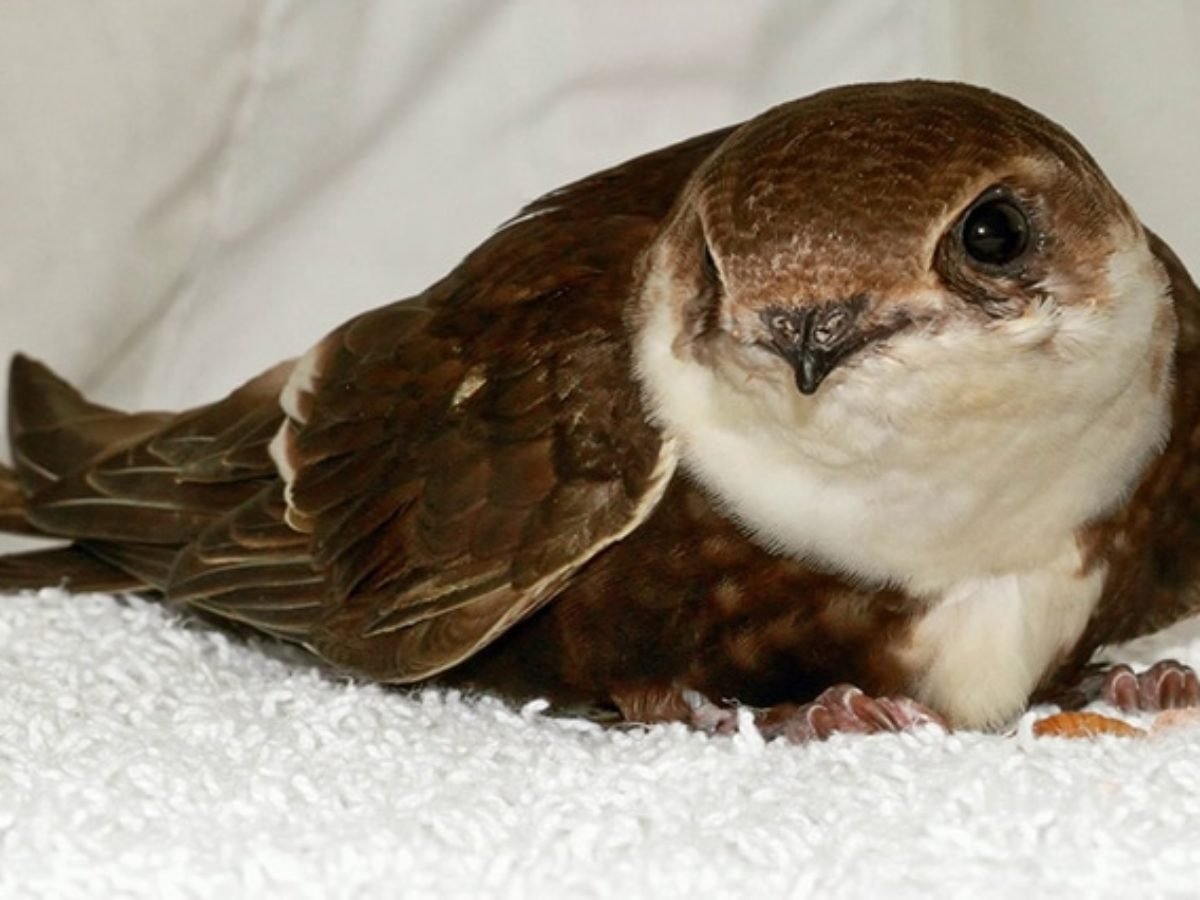 Птица Абабиль