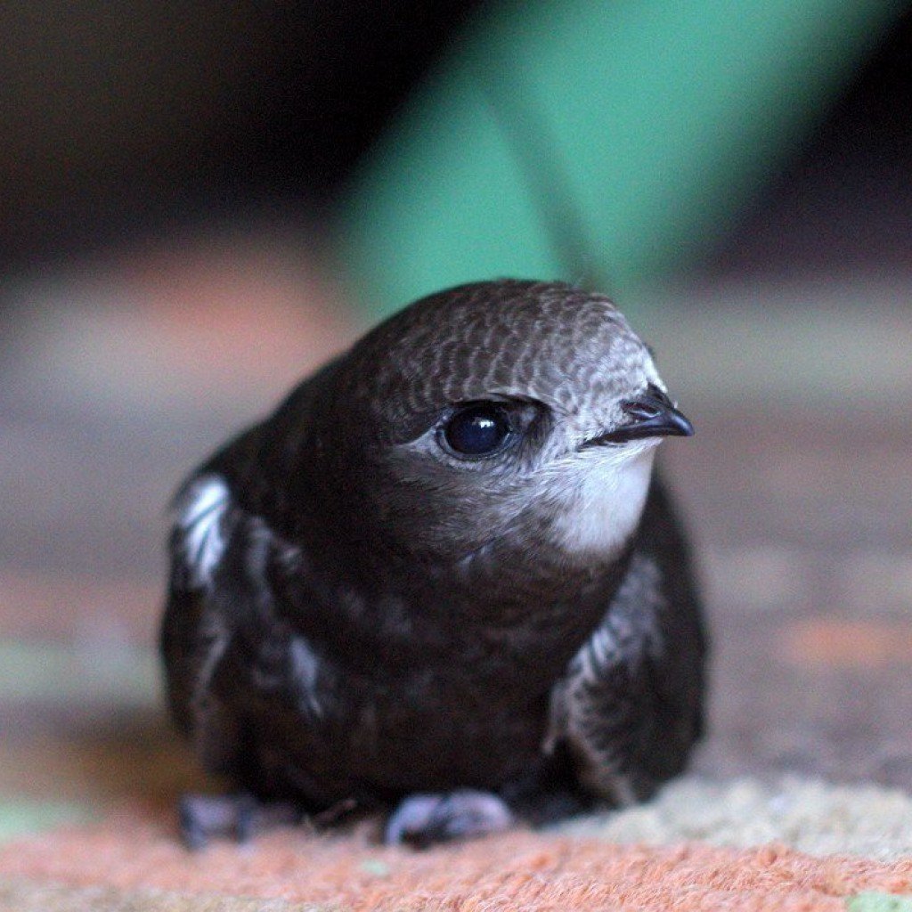 Чёрный Стриж