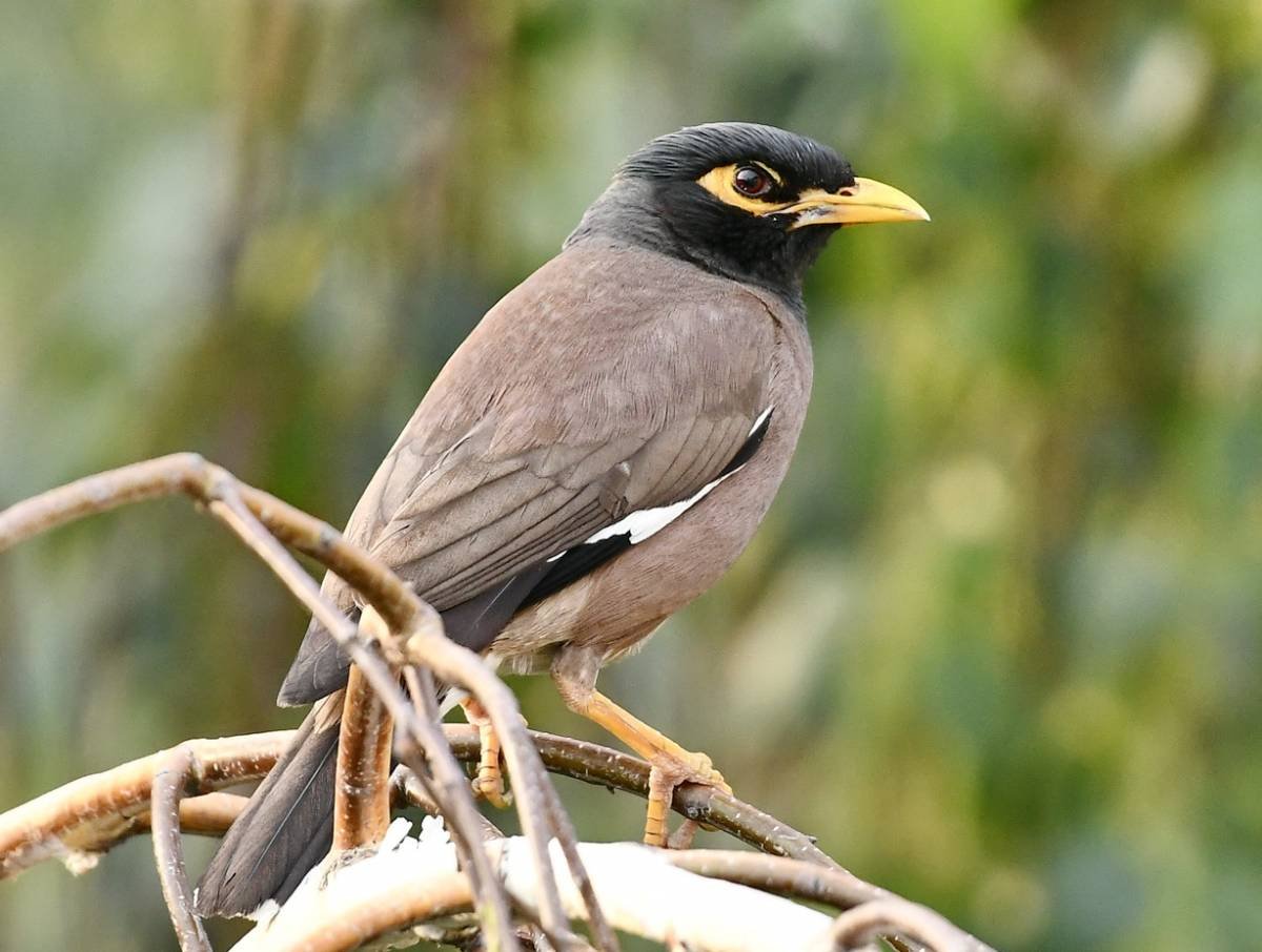 Индийский скворец майна