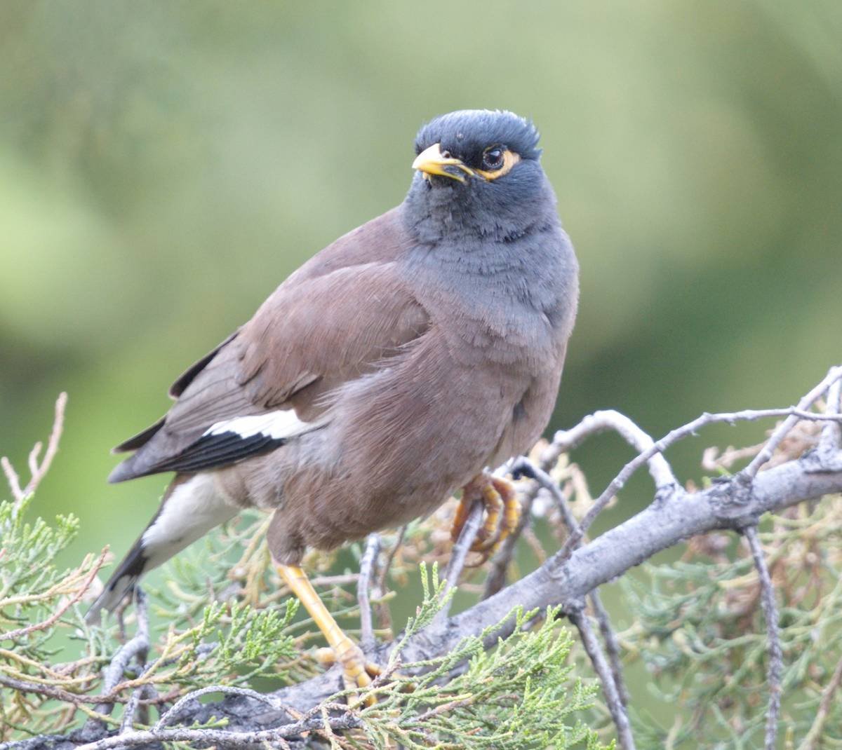 Майна обыкновенная (common Myna).