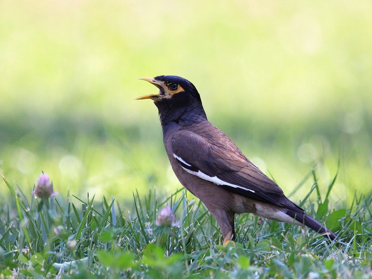 Майна обыкновенная (common Myna).
