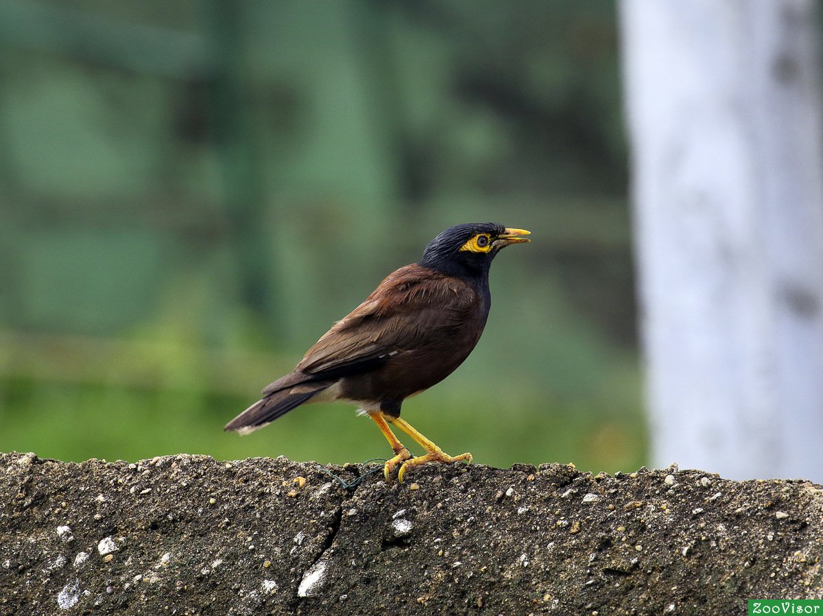 Животное майна фото