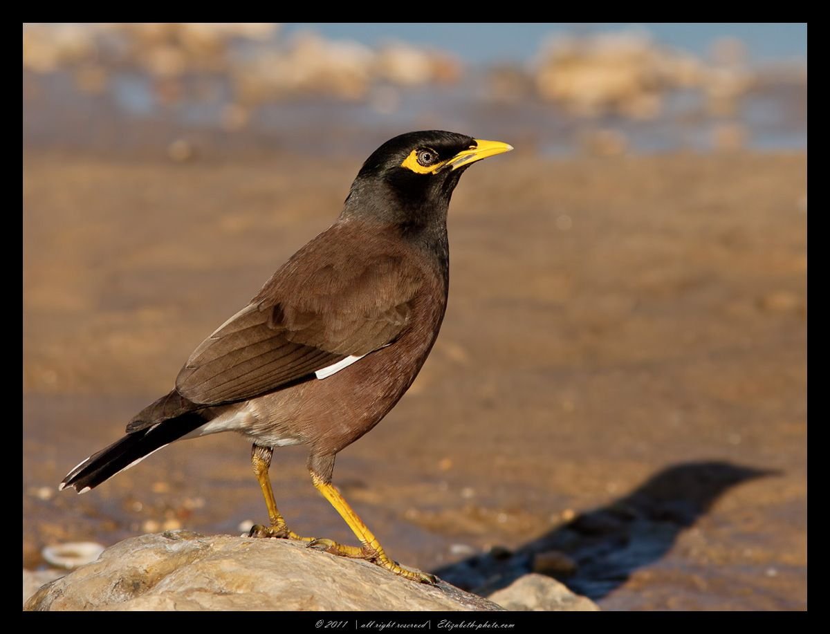 Птицы Израиля скворец