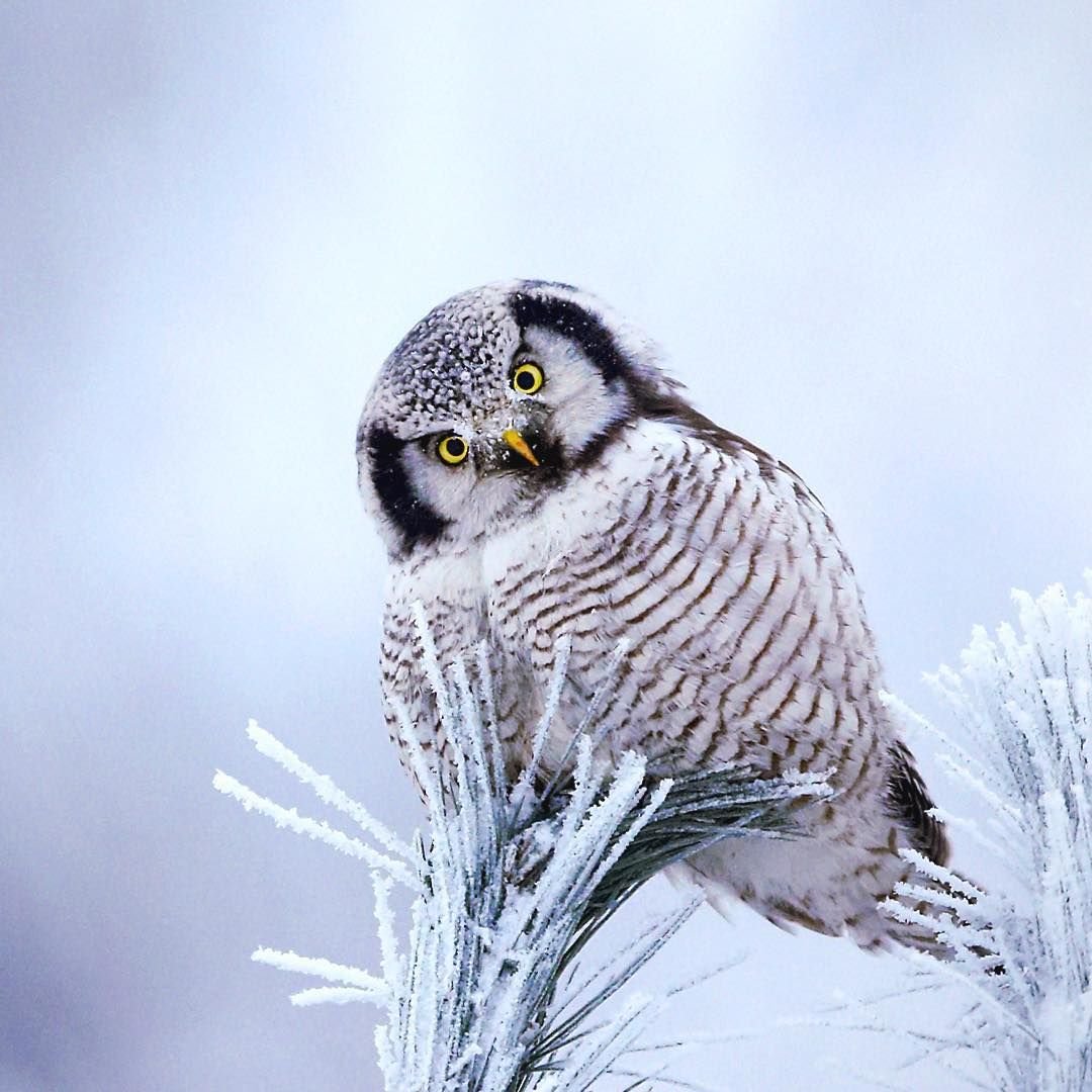 Сова зимой