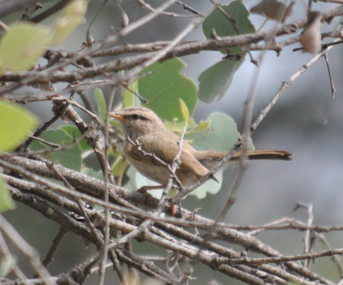 Городские птицы Душанбе