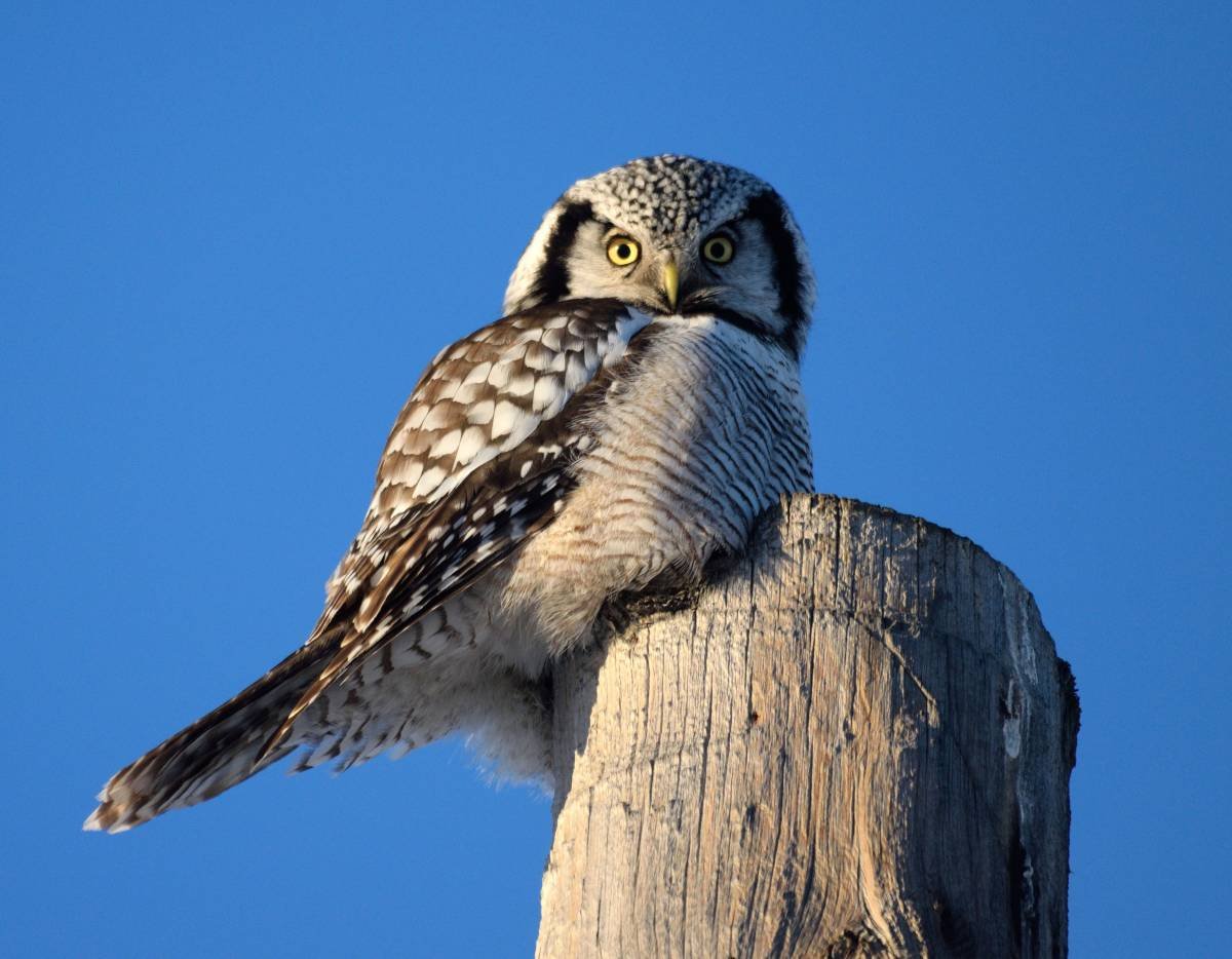 Ястребиная Сова