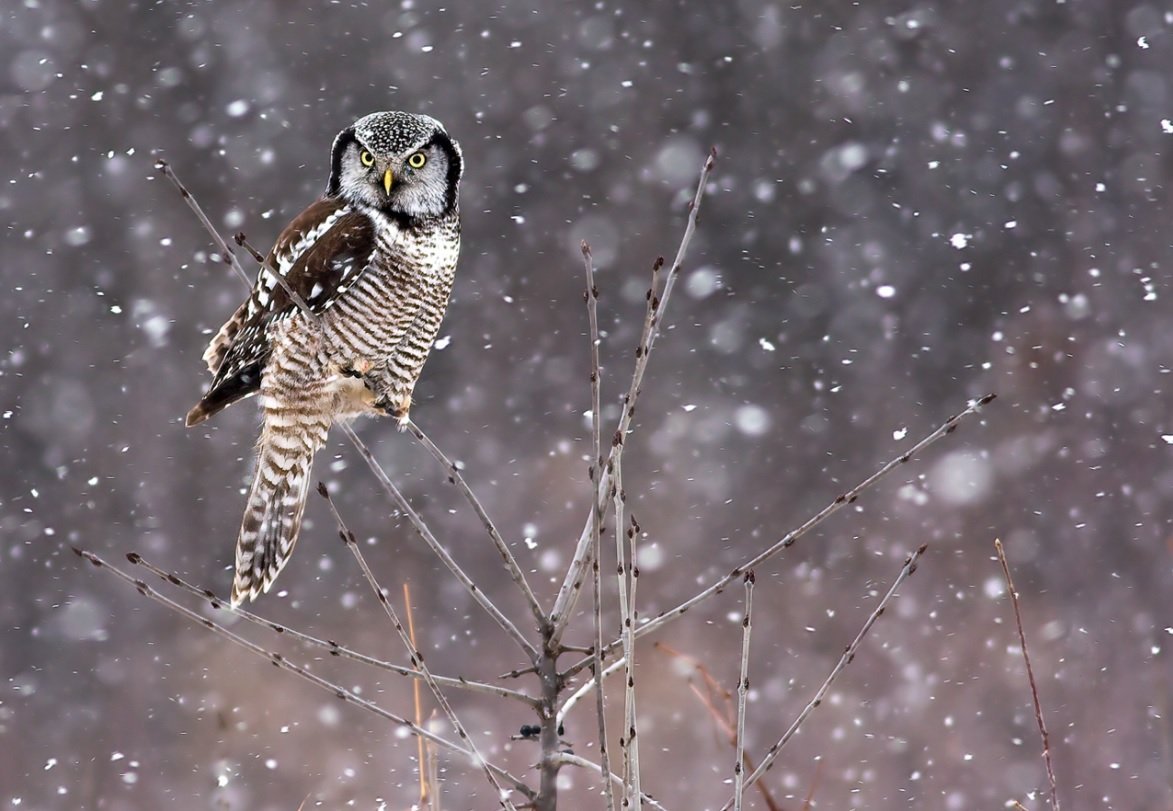 Ястребиная Сова в полете