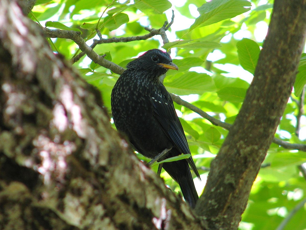 Птицы Таджикистана