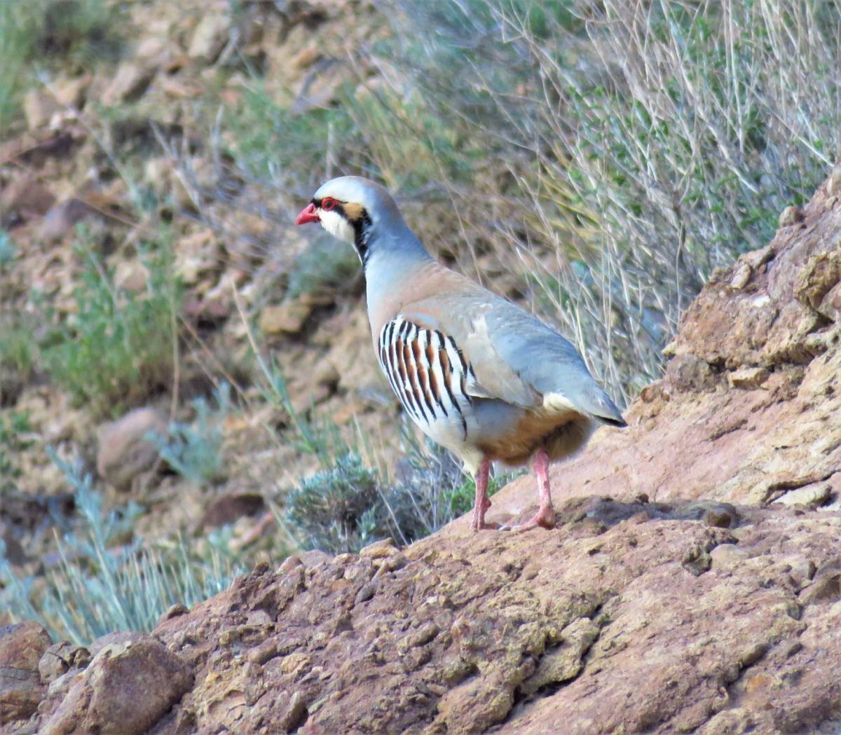 Кеклик птица