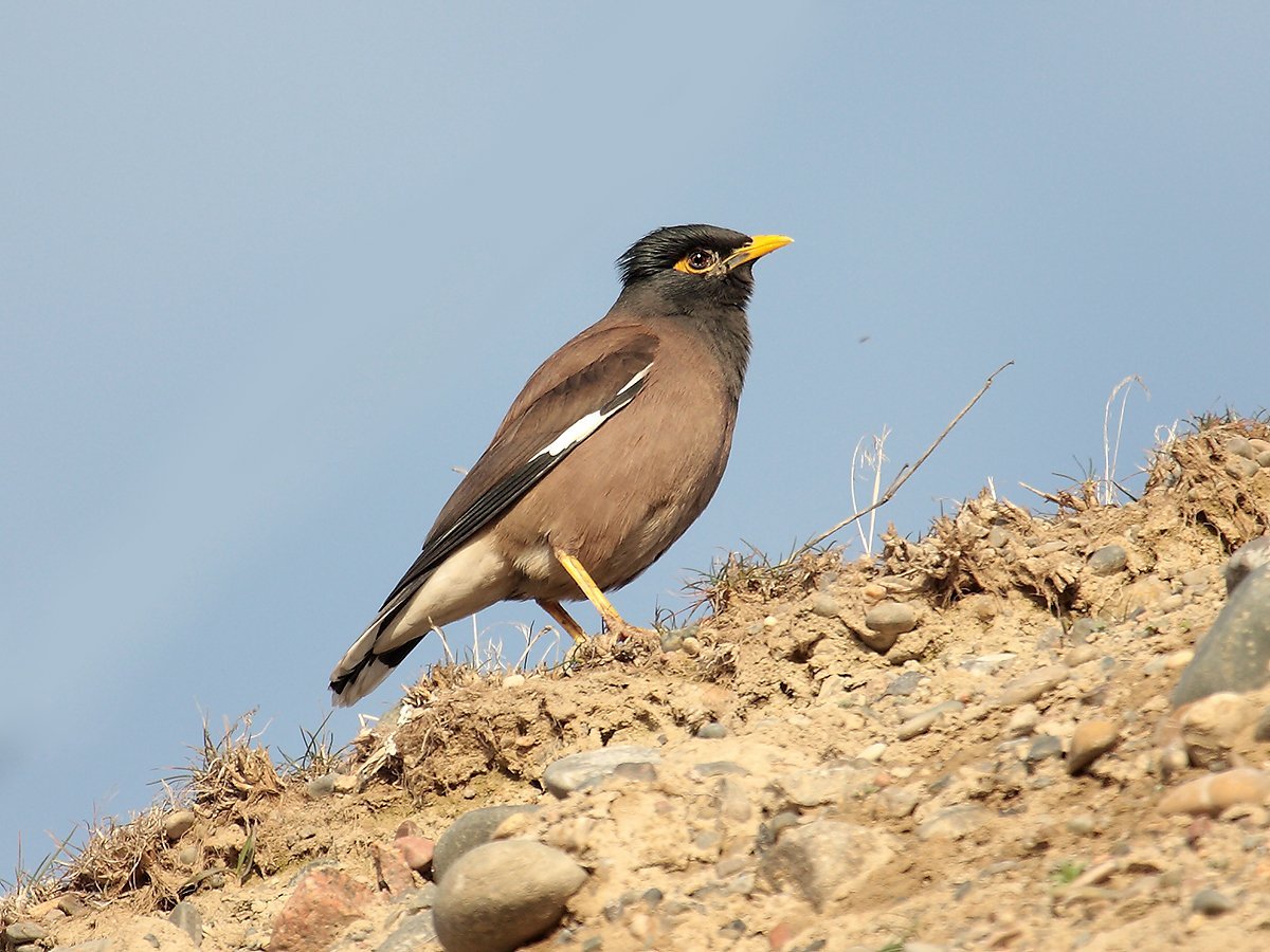 Майнушка птица в Таджикистане