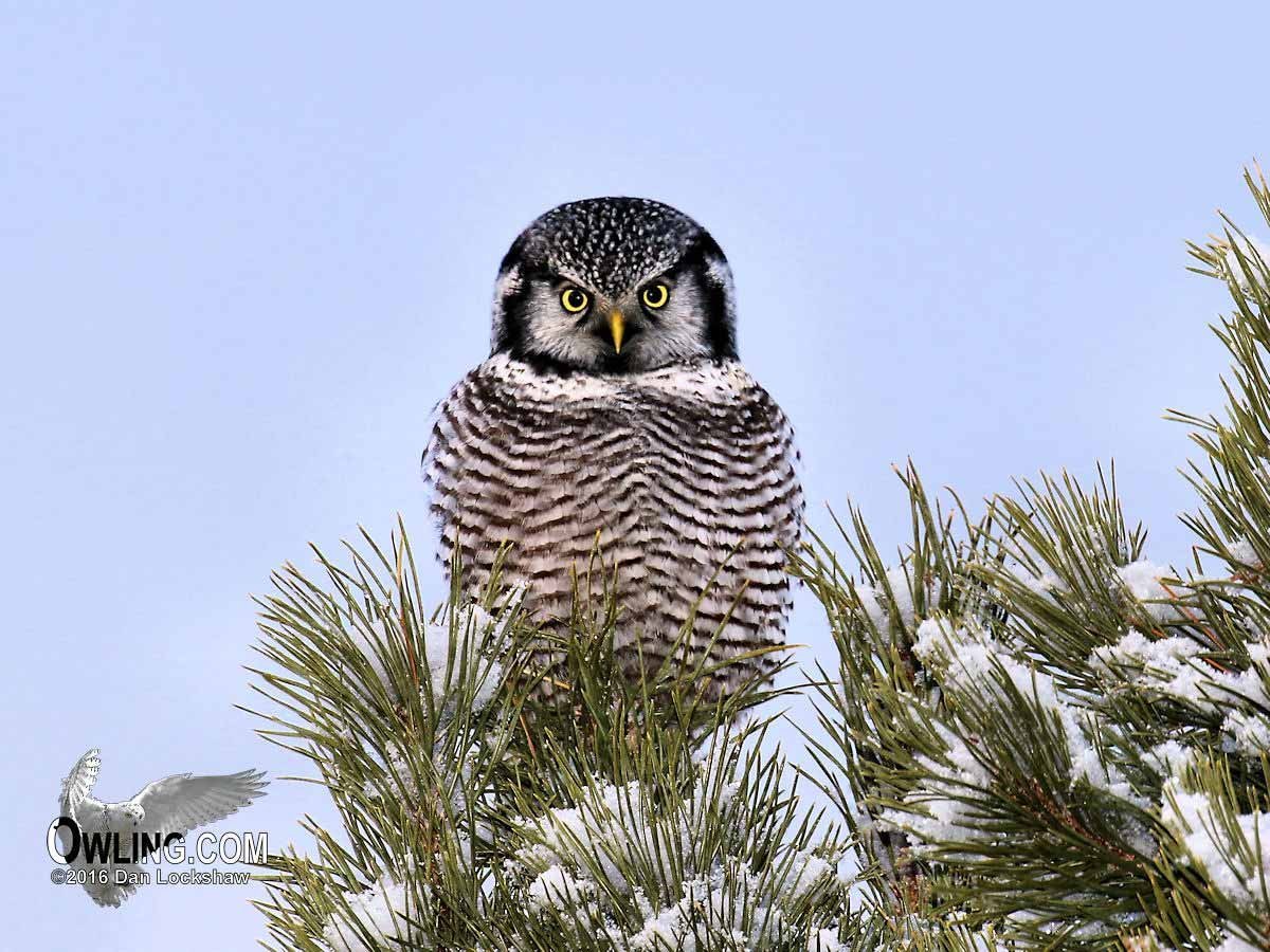 Северная Ястребиная Сова
