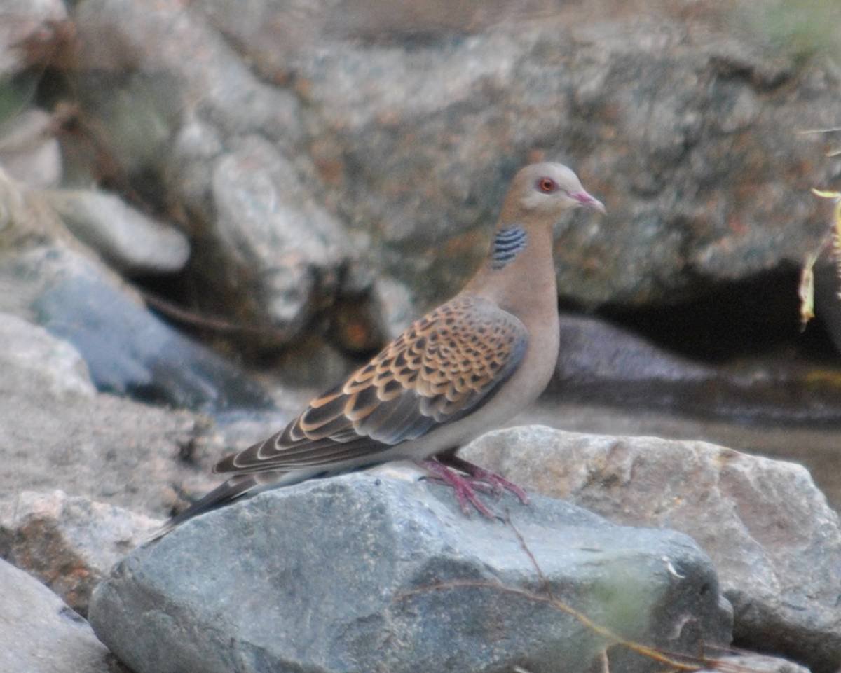 Горлица Таджикистан