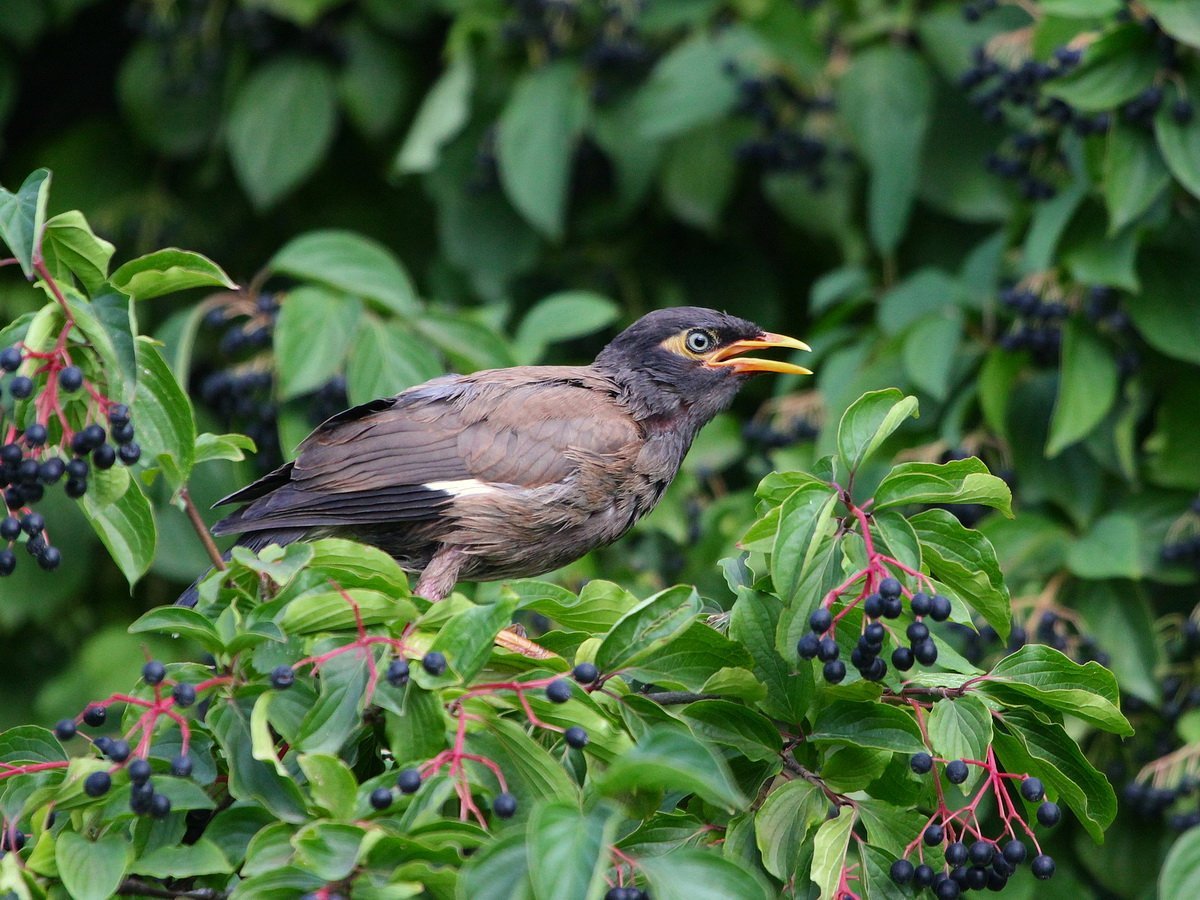 Птица Афганский скворец майна