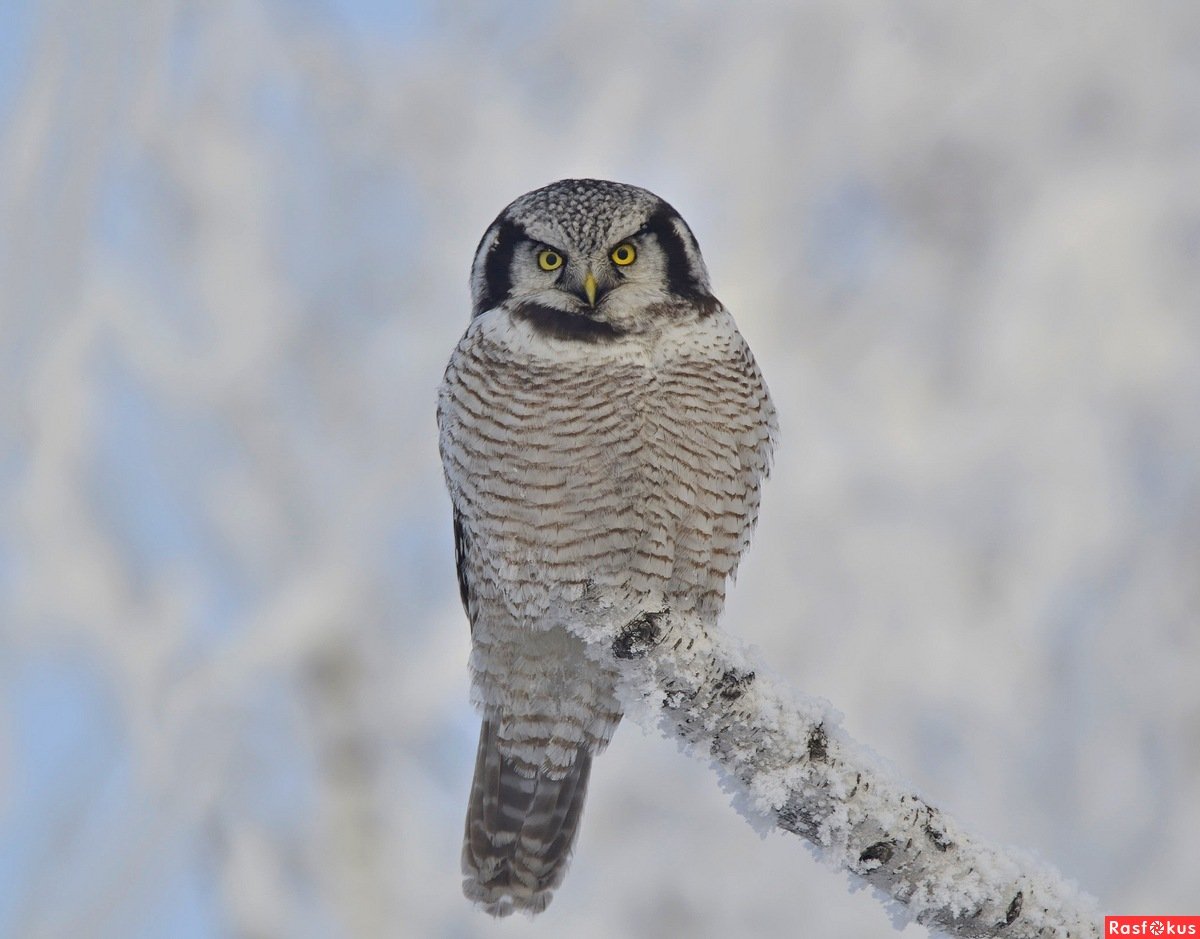 Ястребиная Сова в Пермском крае