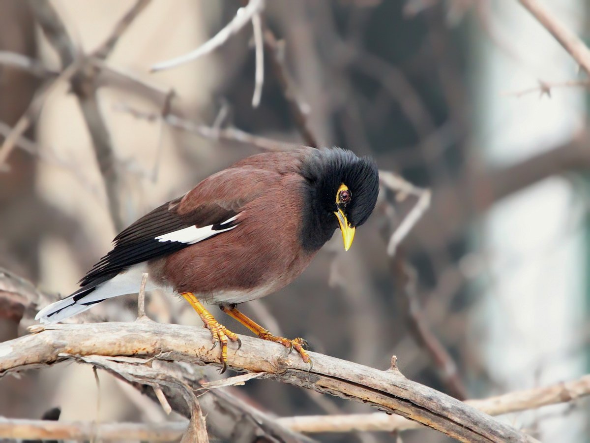 Майна обыкновенная (common Myna).