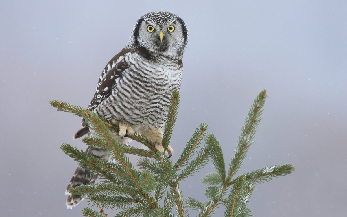 Ястребиная Сова