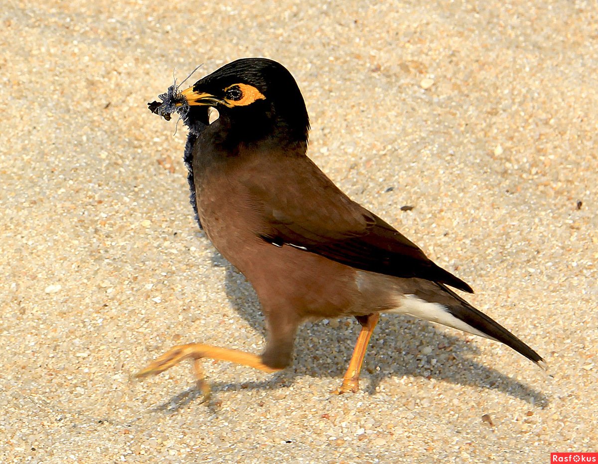 Наглая птица майнушка