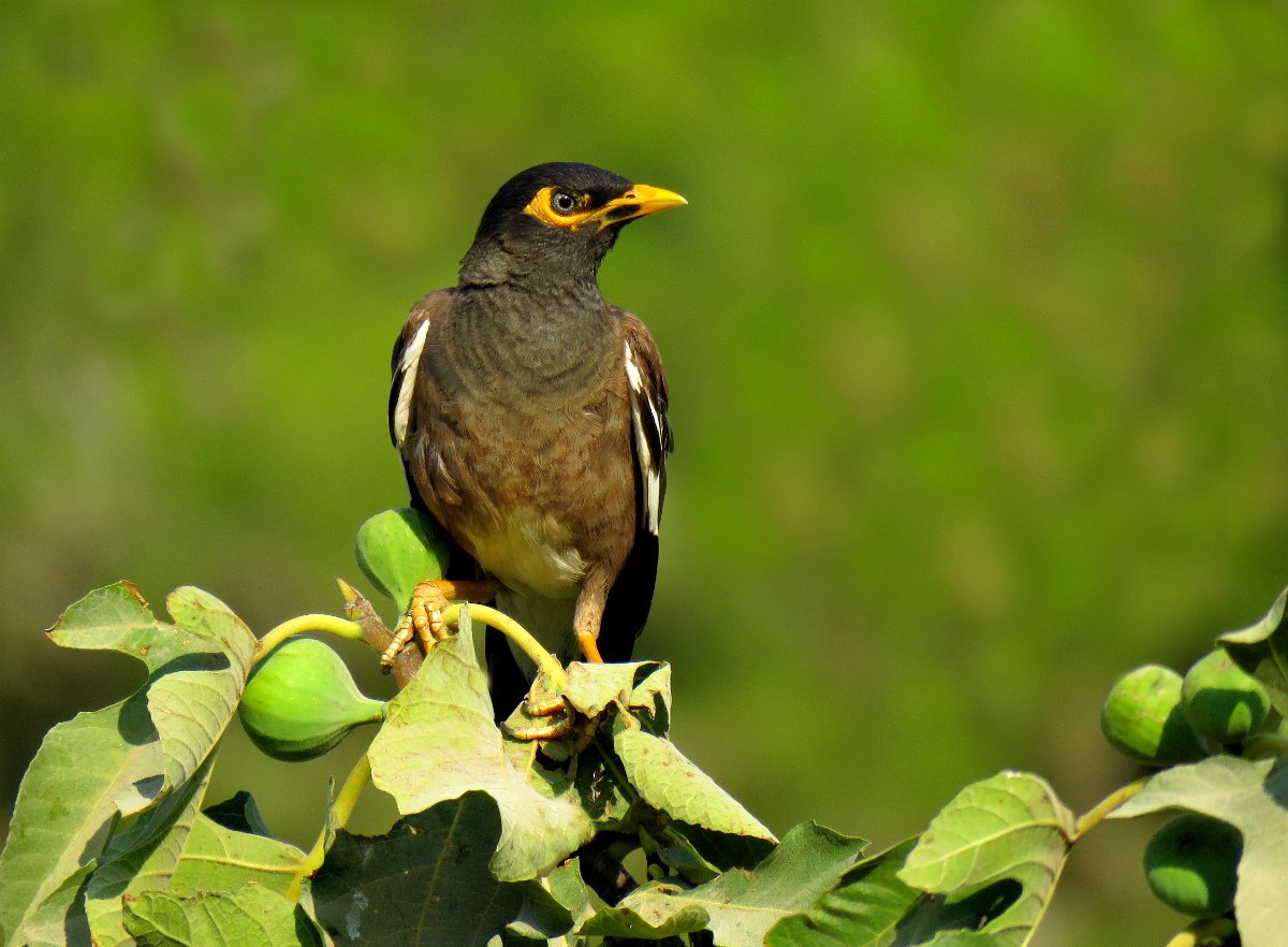 Майна (Acridotheres tristis)