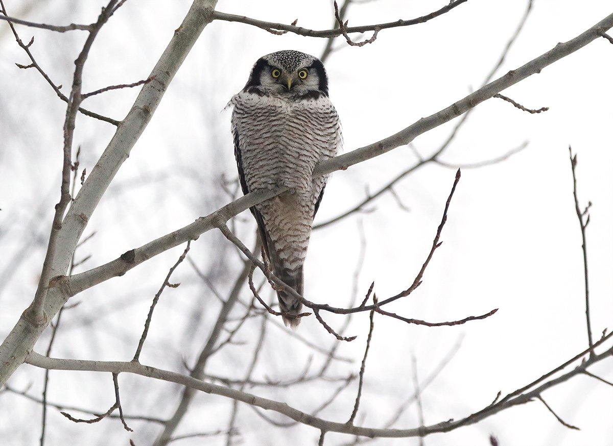 Таймыр Ястребиная Сова
