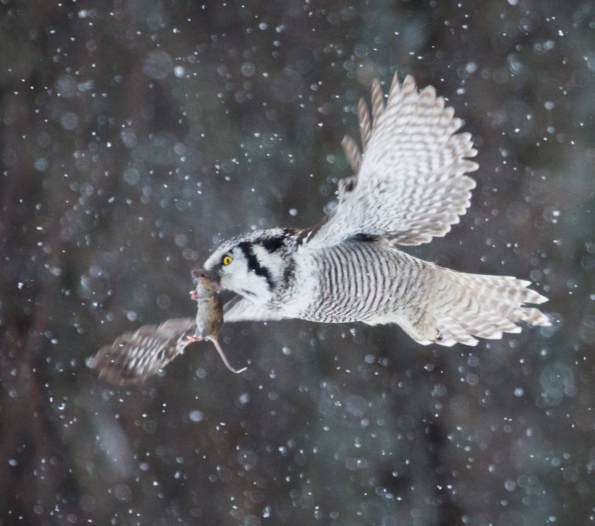 Ястребиная Сова