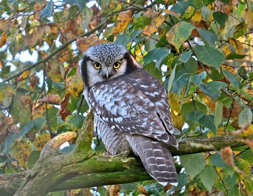 Ястребиная Сова