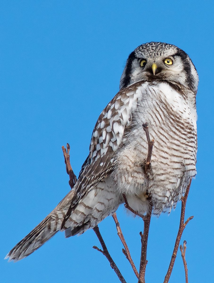 Ястребиная Сова
