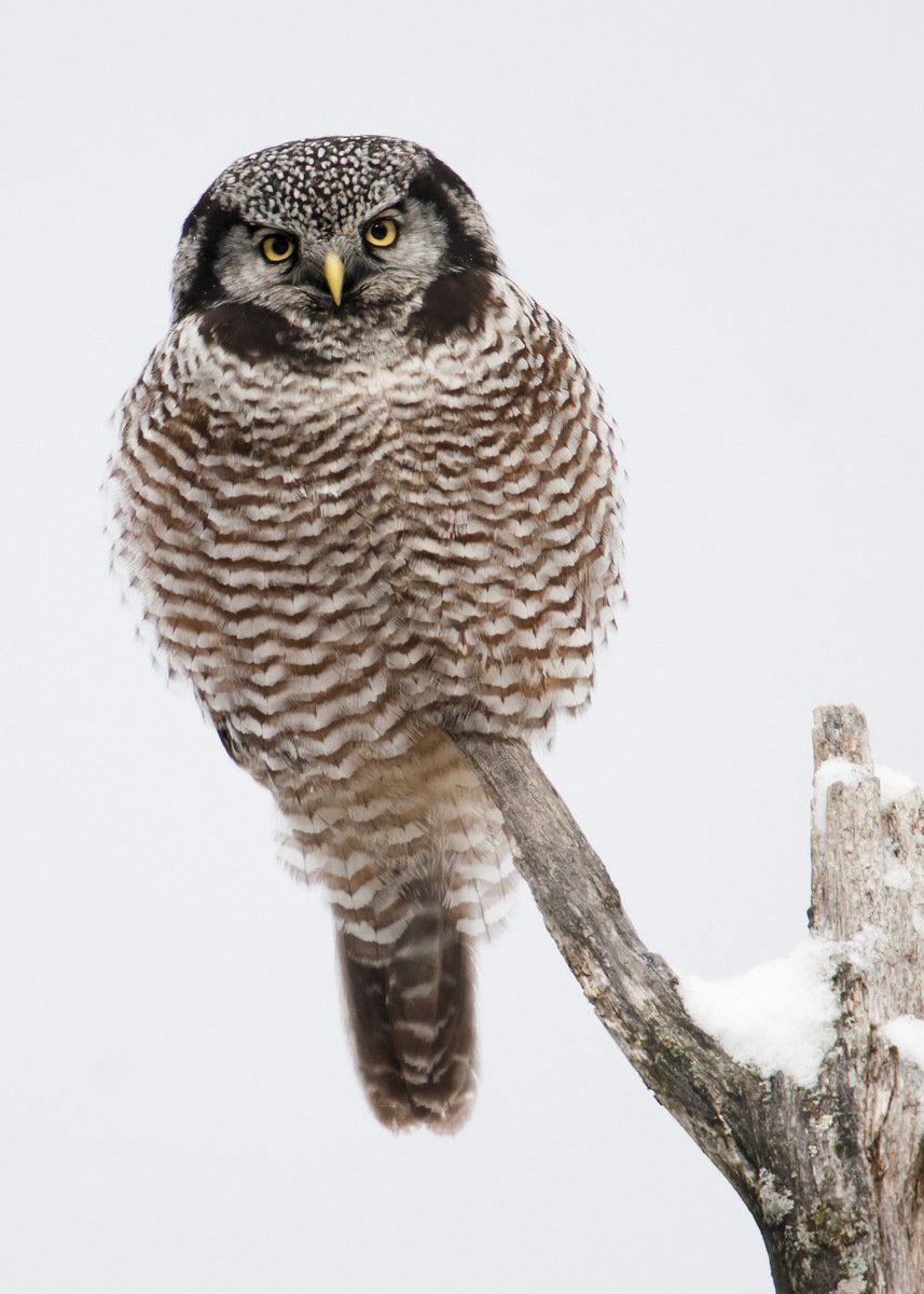 Ястребиная Сова